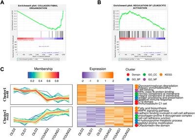 Excessive sulfur oxidation in endoplasmic reticulum drives an inflammatory reaction of chondrocytes in aging mice